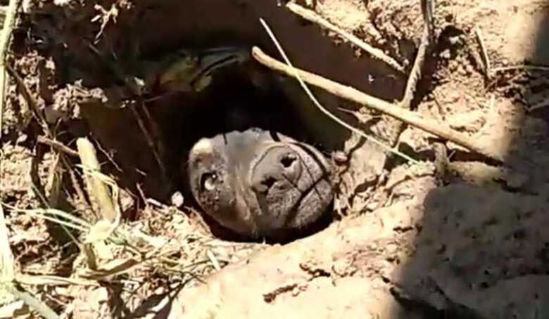Cão estava apenas com a cabeça fora da terra