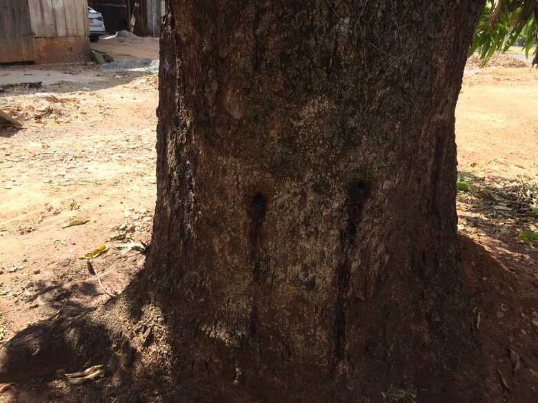 O crime aconteceu em uma via p&uacute;blica de Jardim