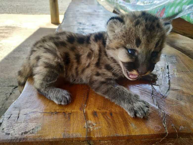 O filhote de onça-parda será encaminhado ao CRAS, em Campo Grande