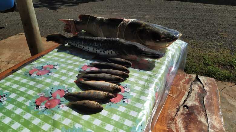 O pescado será doado para instituições filantrópicas, depois de periciado.