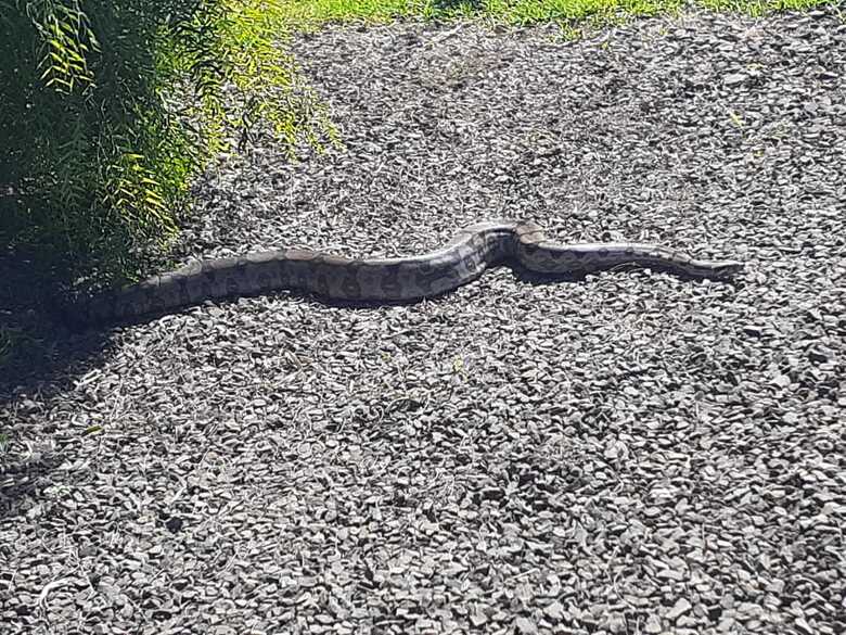 A serpente com mais de dois metros foi encaminhada para o Cras