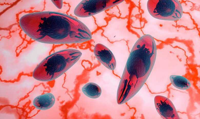 O Minist&eacute;rio da Sa&uacute;de recomenda que o teste seja feito at&eacute; o quinto dia ap&oacute;s o nascimento do beb&ecirc;