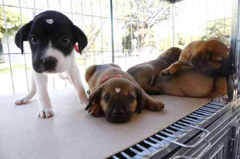 Serão 974 cães ajudados, distribuídos entre ONGs e protetores de animais