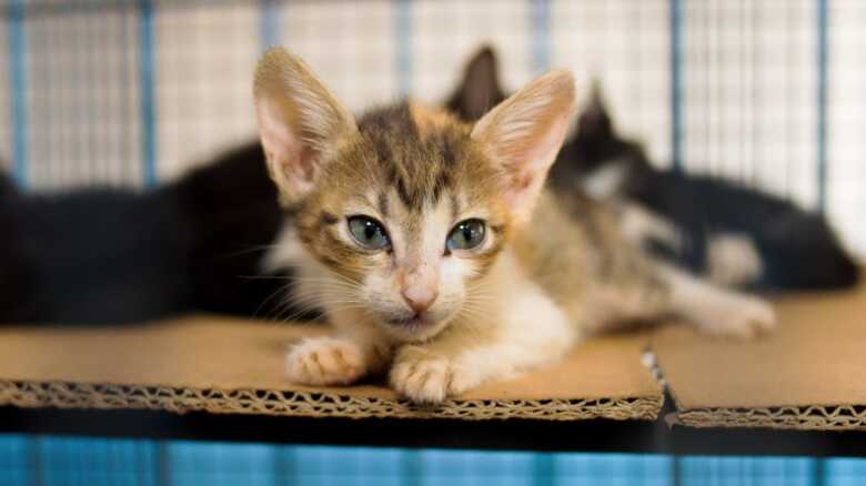 Os donos dos felinos ser&atilde;o comunicados por telefone sobre a data e hor&aacute;rio em que dever&aacute; levar o animal at&eacute; o CCZ