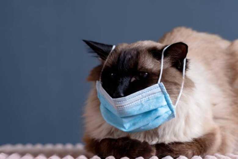 Gato é contaminado por coronavírus transmitido por sua dona, o animal teve diarréia após contagio