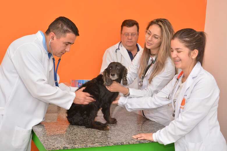 A capacitação dos veterinários será online e obrigatória