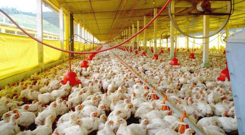 Exportações de carne de aves aumentaram 35,47% em relação a janeiro-abril de 2019
