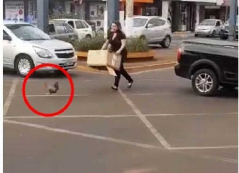 Galo foge para o meio da rua para n&atilde;o ser capturado