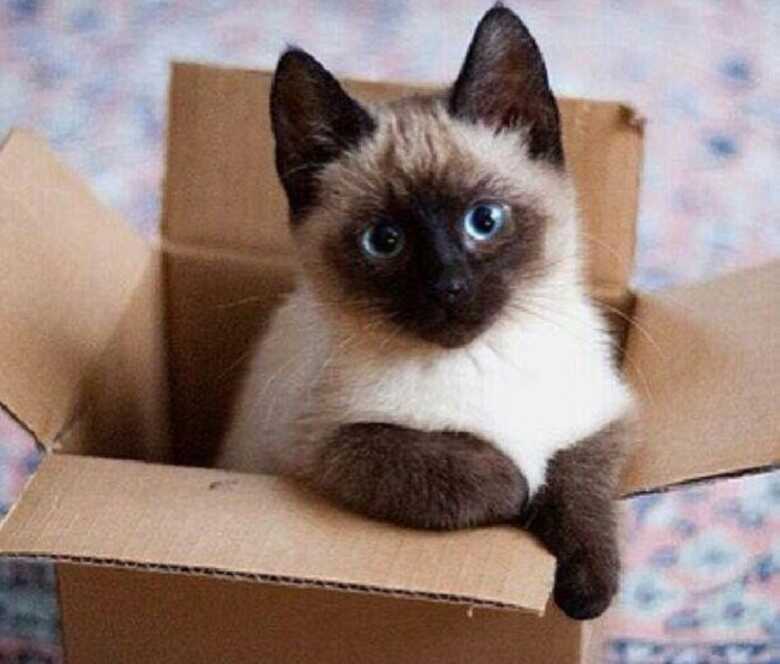 Os gatos avaliados n&atilde;o apresentaram nenhum sintomas, incluindo temperatura corporal anormal, perda substancial de peso ou conjuntivite