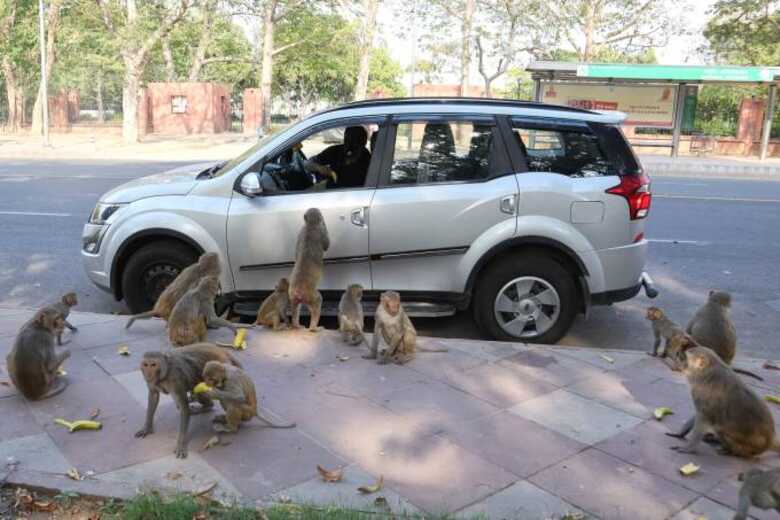 Os macacos aparecem cada vez mais nas regiões urbanas na Índia