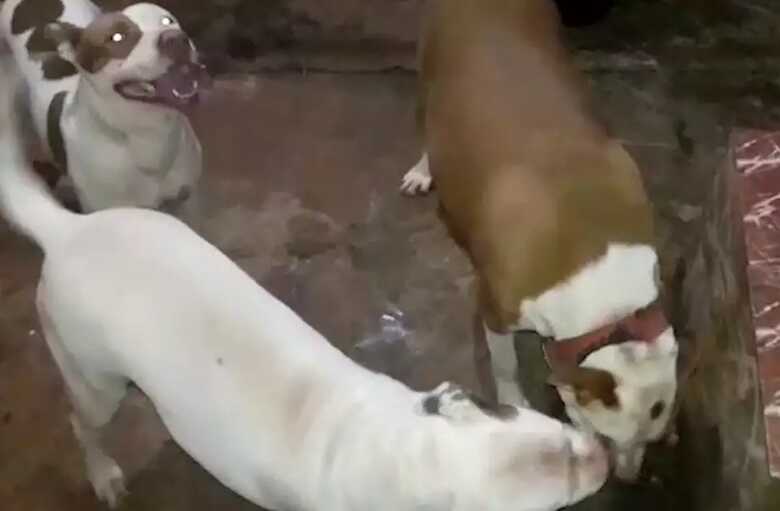 Os animais est&atilde;o internados em uma cl&iacute;nica veterin&aacute;ria