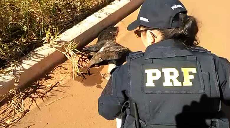 PRF resgata filhote de tamandu&aacute; supostamente atropelado BR-158, em Tr&ecirc;s Lagoas
