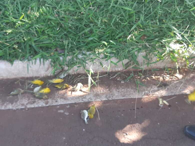 As aves e a quirela foram recolhidos pela PMA e encaminhados &agrave; Pol&iacute;cia Civil