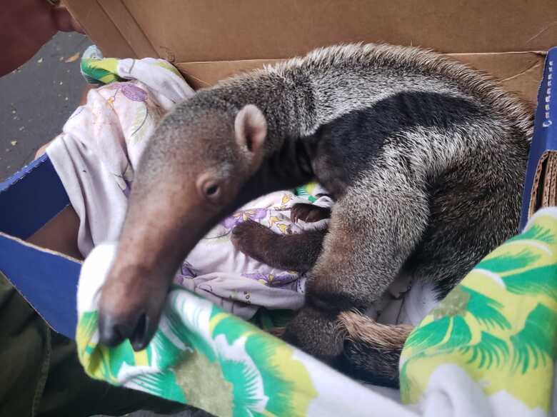 Filhote de tamanduá-bandeira foi encontrado por um homem que o acolheu e o alimentou