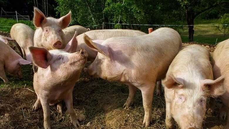 Foram descobertas evidências de infecção em pessoas que trabalhavam em matadouros e na indústria suína na China