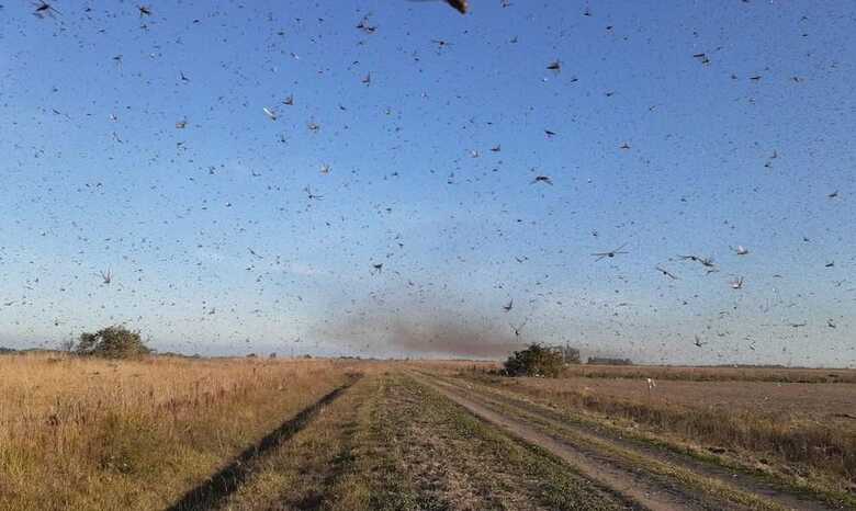 Imagens mostram a nuvem de gafanhotos em deslocamento