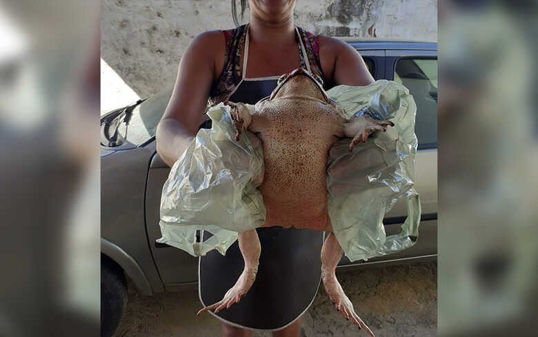 Imagem postada que viralizou na internet neste sábado