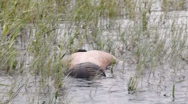 O caso foi registrado como morte a esclarecer na Delegacia de Polícia Civil de Aparecida do Taboado