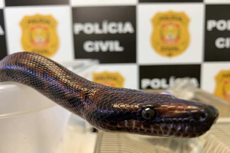 Cobra foi encontrada em buscas da Operação Snake