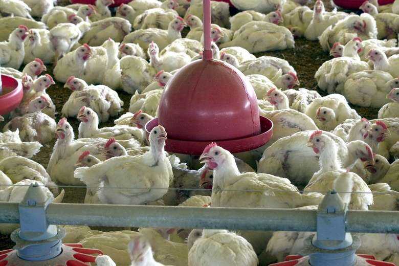 A BRF e as processadoras de carne Marfrig e JBS, que afirmam que o novo coronavírus não pode ser transmitido por alimentos