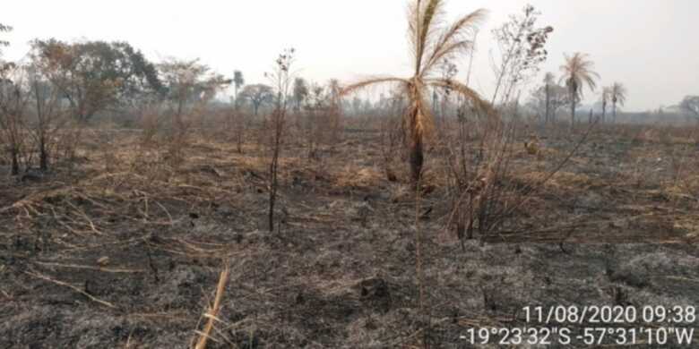 Foram 20 hectares destruídos de vegetação nativa