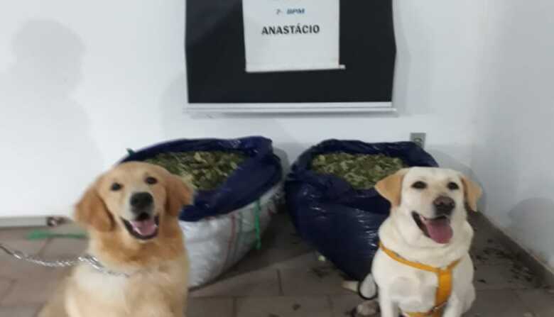 Os animais farejaram as folhas de coca que estavam dentro do banheiro do ve&iacute;culo