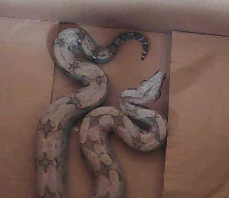 A jiboia foi encaminhada ao Centro de Reabilitação de Animais Silvestres