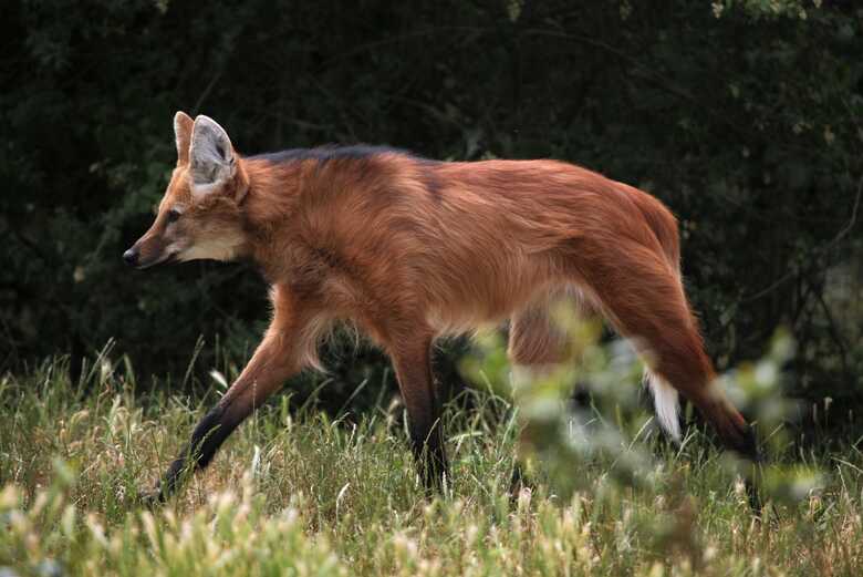 Na imagem, um lobo-guará caminhando em seu habitat