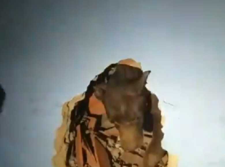 Mel saindo da parede