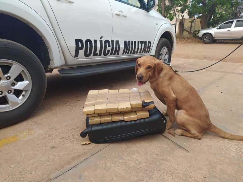 Cão Maradona