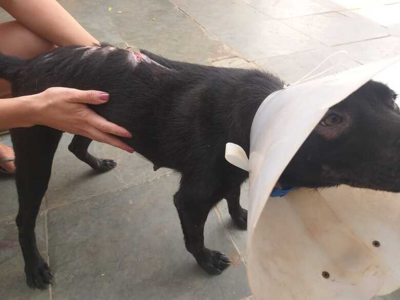 A Pol&iacute;cia Militar Ambiental apreendeu o animal e deixou sob os cuidados da sobrinha do infrator