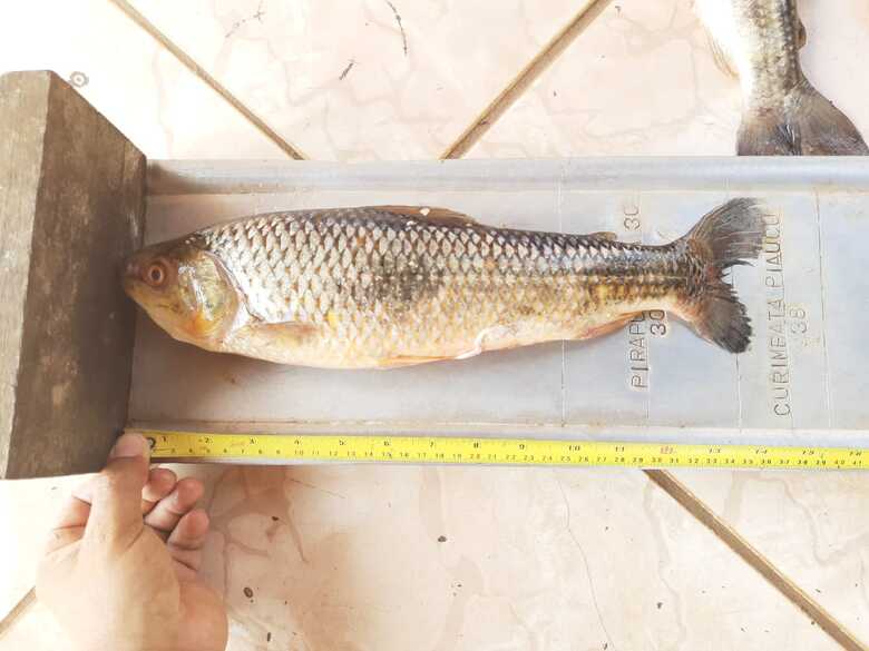 O pescado será doado para instituições filantrópicas, depois de periciado.