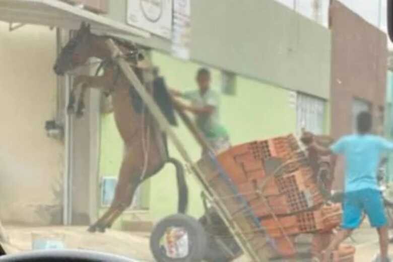 Burro fica suspenso em carro&ccedil;a com excesso de tijolos como carga