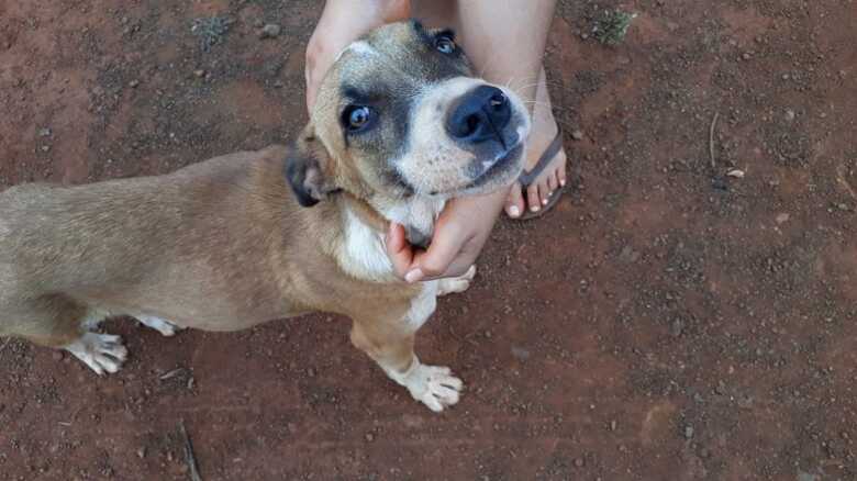 PMA autua homem por crime de maus-tratos registrado em v&iacute;deo