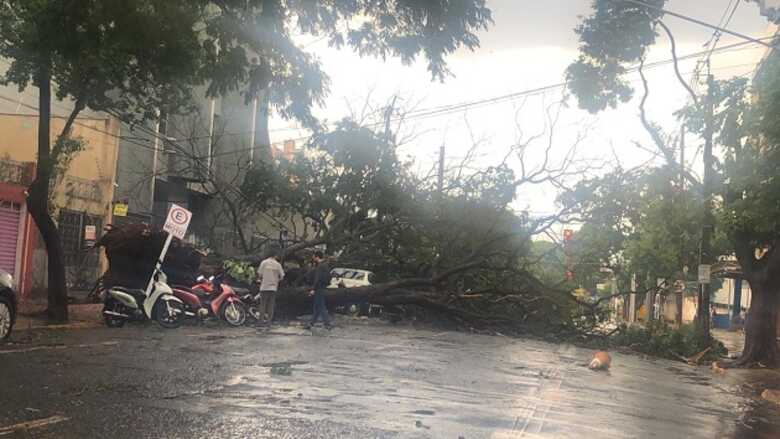 A queda de uma árvore na rua 26 de agosto deixou parte da região central sem energia
