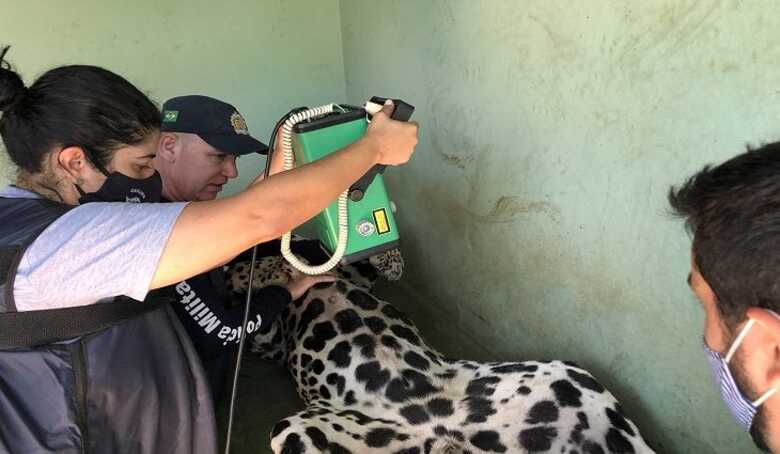 Exames de ultrassom e raios-x em onça pintada resgatada do Pantanal são realizados