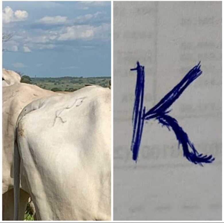 Fazendeiro procura 150 cabe&ccedil;as de gado que "sumiram"