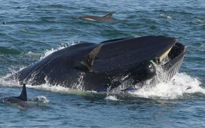 Ele filmava outros animais marítimos perto de onde a baleia se alimentava quando o fato inusitado aconteceu