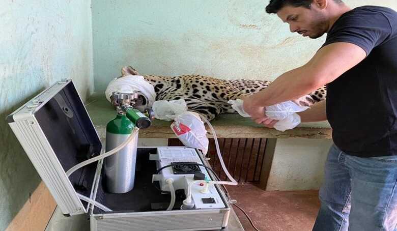 Onça ferida em incêndio no Pantanal melhora com tratamento de ozonioterapia