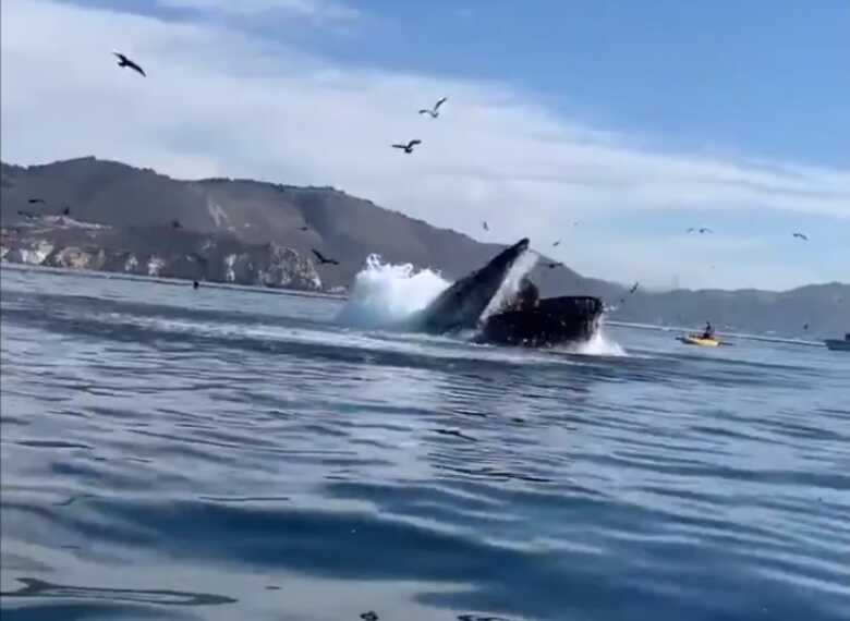 Uma das imagens de dentro da boca da baleia foi gravada por uma das mulheres