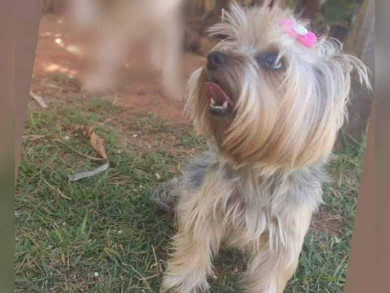 Cherry tem oito anos, é dócil tem a cabeça "careca", e pelagem marrom e cinza