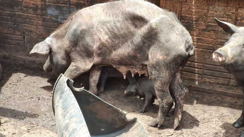 Dono de chácara deixa porcos sem água e comida e leva multa da PMA