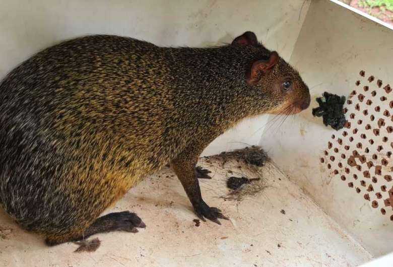 Duas cutias são capturadas em residência e comércio na Capital