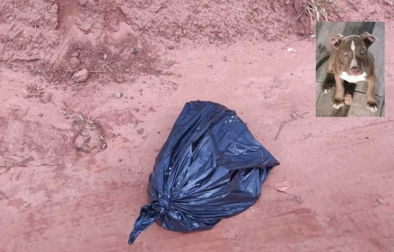 O cadáver do cão assassinado foi encontrado em um matagal dentro de um saco de lixo preto