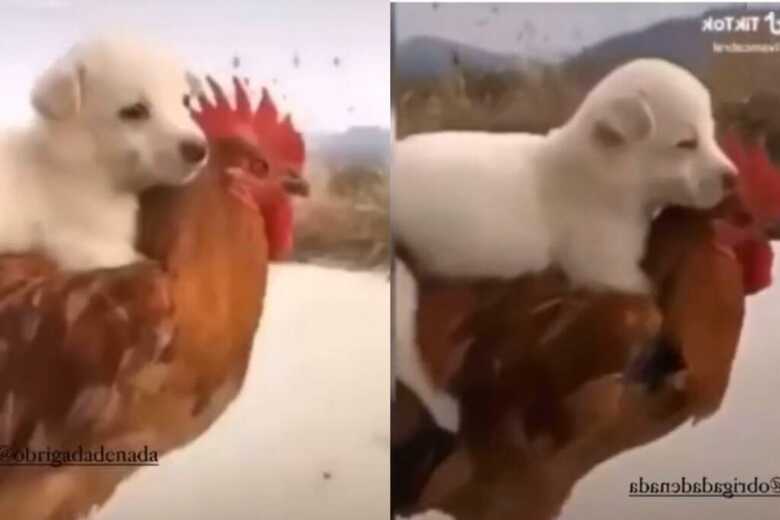 Cachorro &eacute; carregado por galinha ao som de Bar&otilde;es da Pisadinha