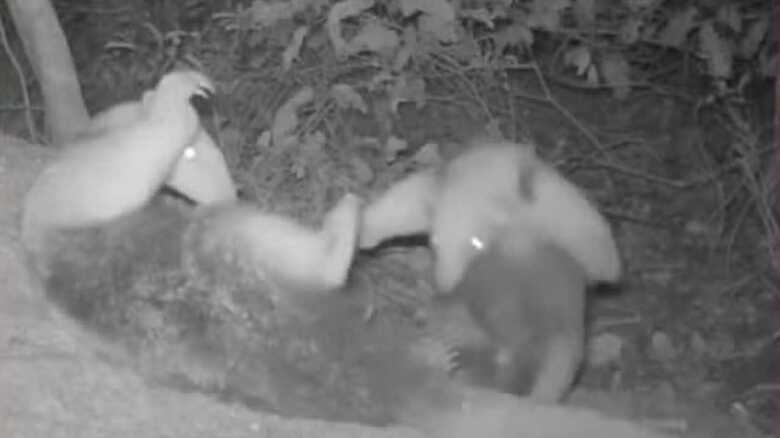 Mamãe tamanduá e seu filhote são flagrados brincando, na região da Nhecolândia