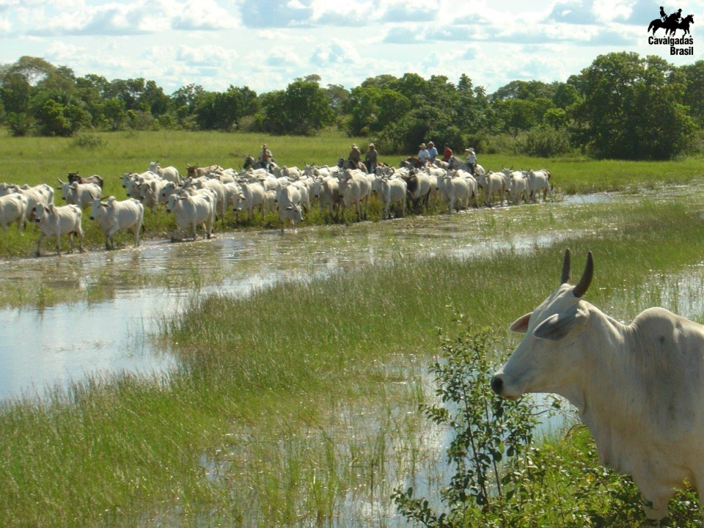 cavalo pulando com peão no pantanal｜Pesquisa do TikTok