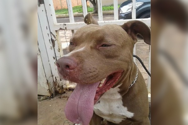 O Thor Pitbull