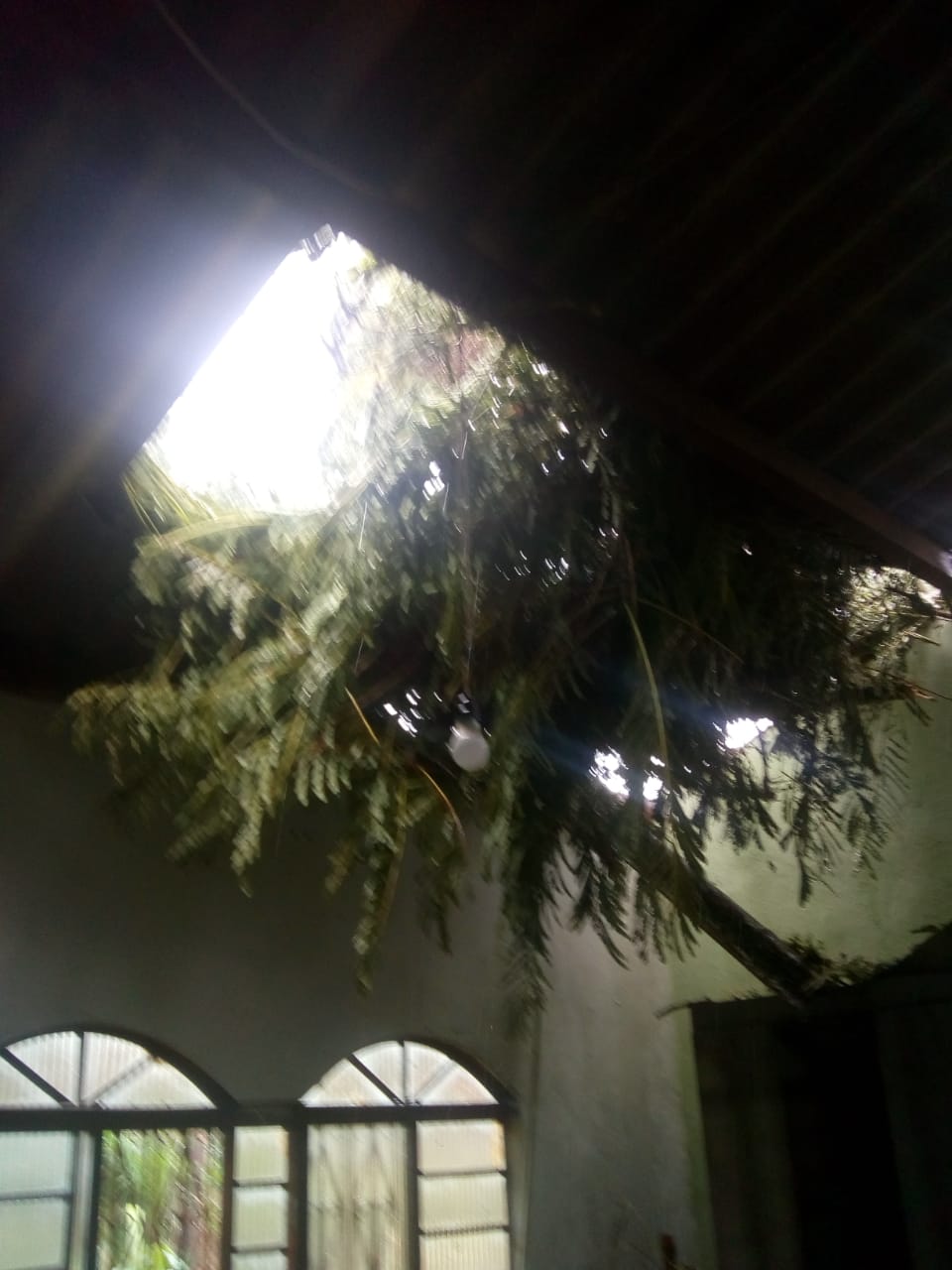 Parte do telhado quebrada pelos galhos da árvore 