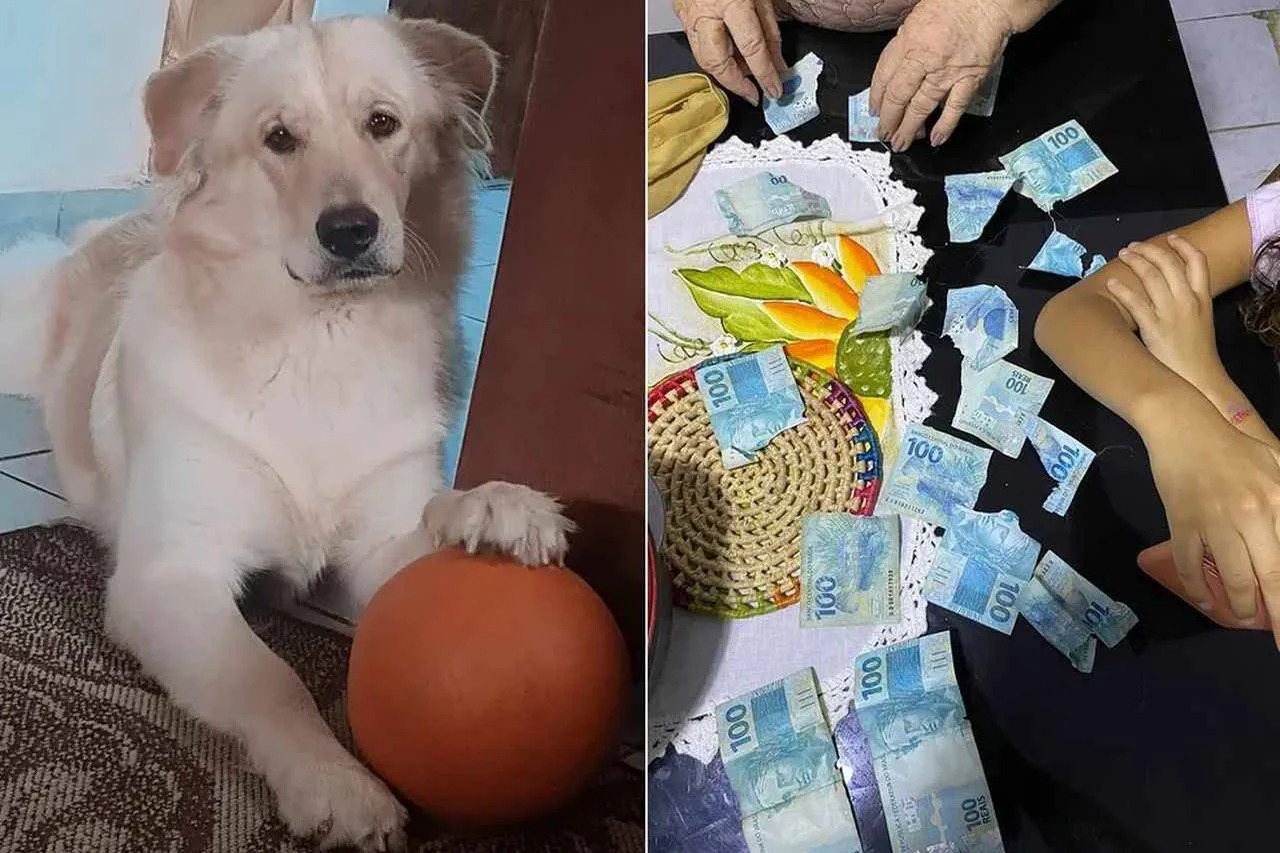 Cachorrinho comendo a dona